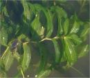 Obr. 1 Rdest dlouholistý (Potamogeton praelongus)   