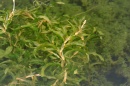 Obr. 2 Rdest dlouholistý (Potamogeton praelongus)     