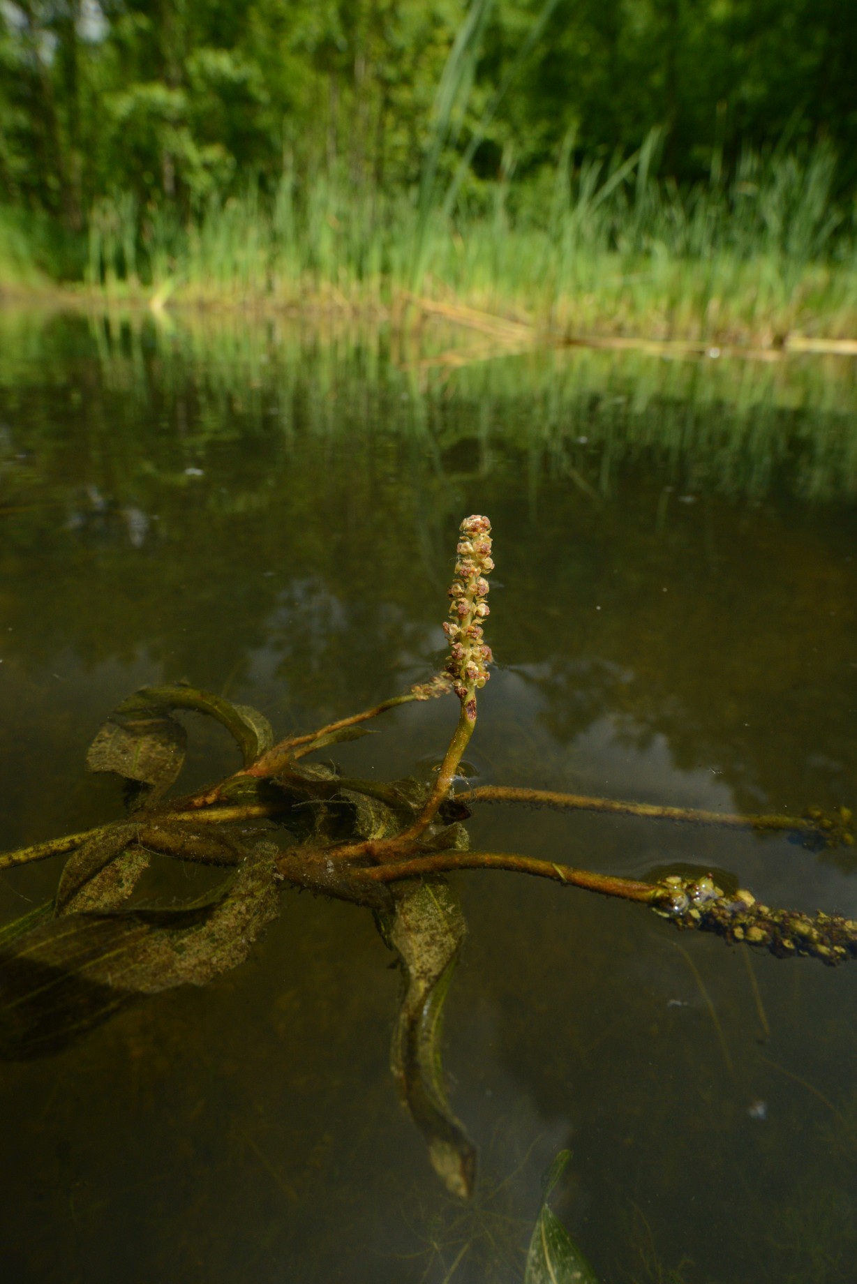 Rdest dlouholistý (Potamogeton praelongus) v tůni u Tupadel
