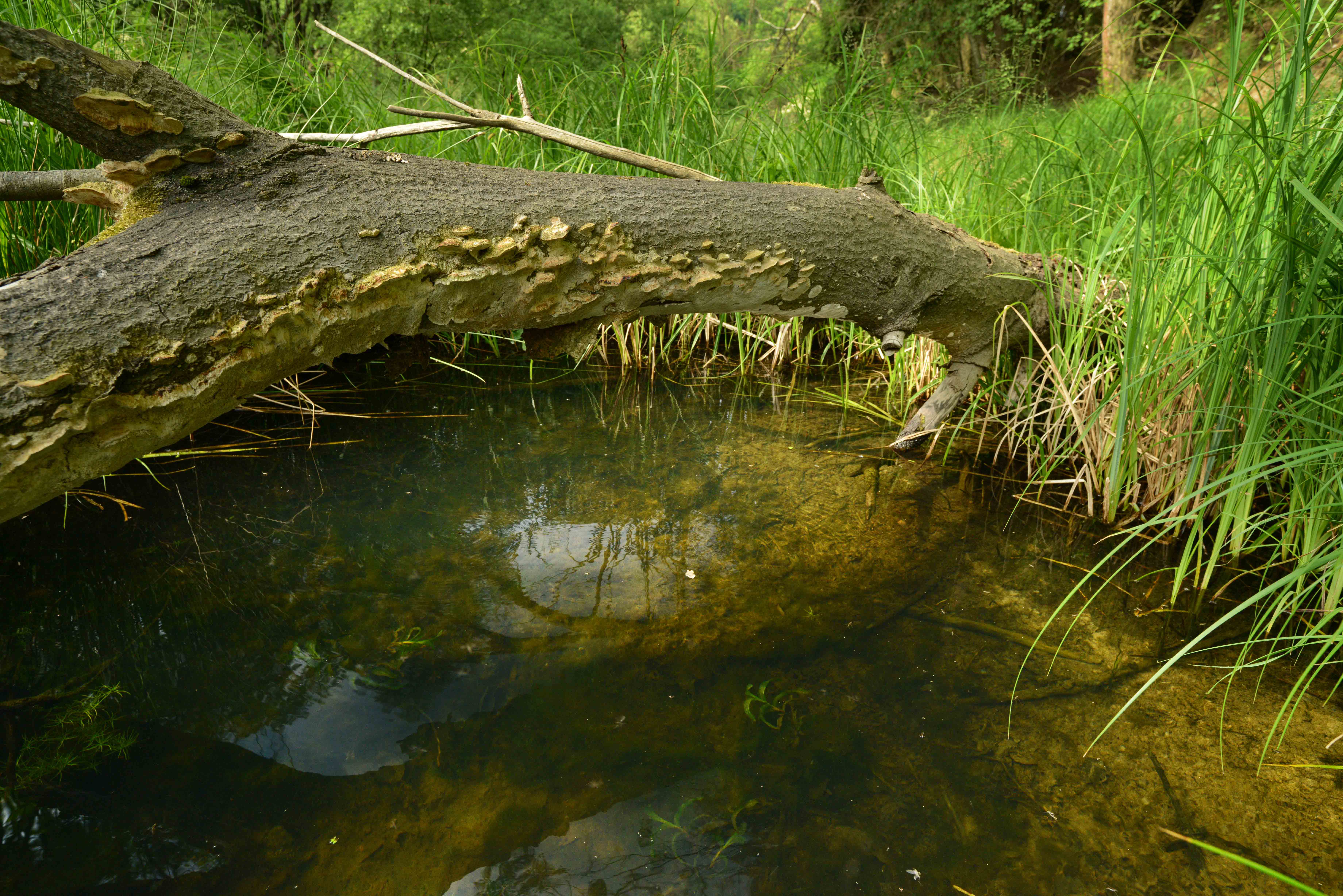 Jedna z malých tůní pod Plešivcem. Ve vodě jsou patrné malé zelené rostlinky rdestu dlouholistého (Potamogeton praelongus).